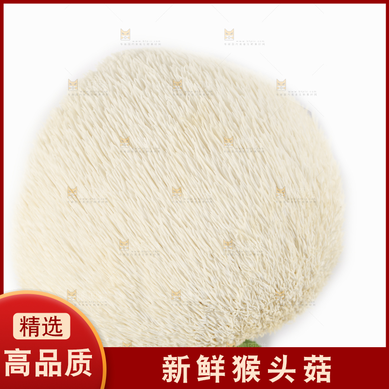 白底上的长白山猴头菇