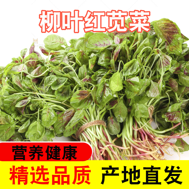 白底上的红苋菜