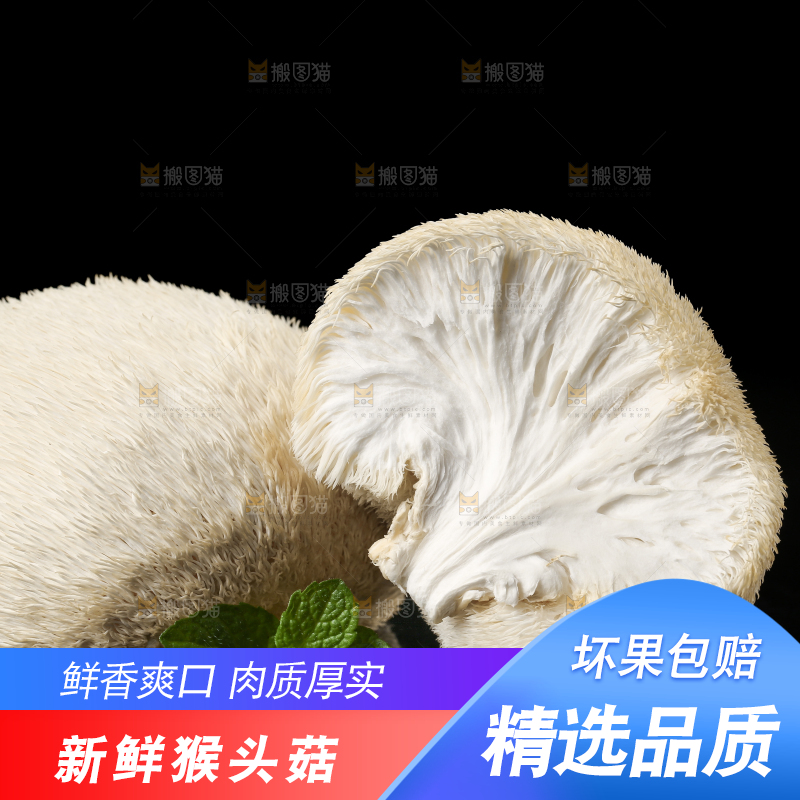 黑石板上的古田猴头菇
