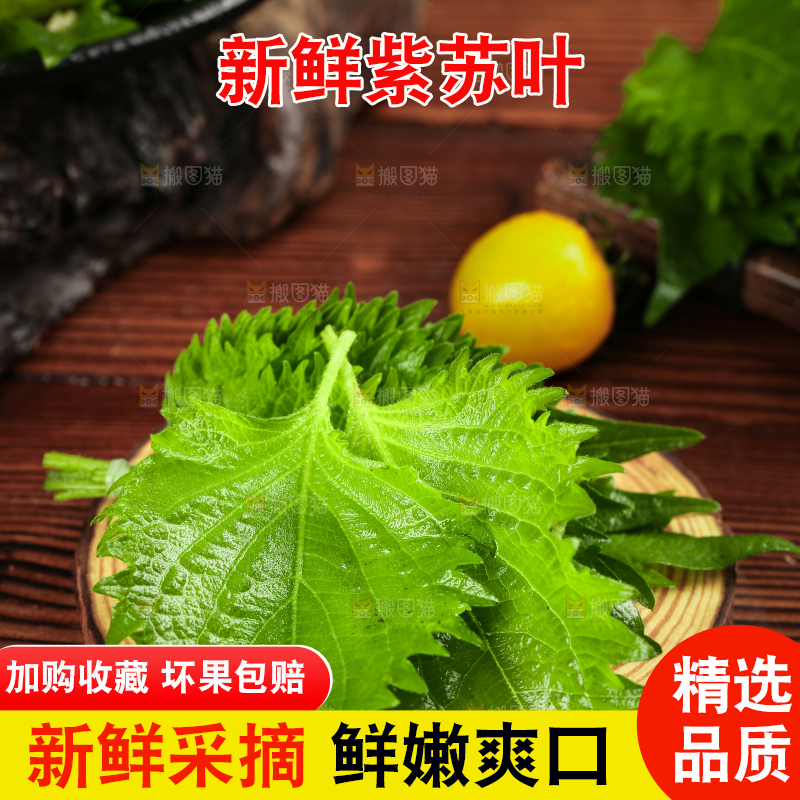 木底上的新鲜紫苏叶