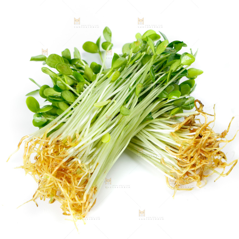 白底上的香椿苗