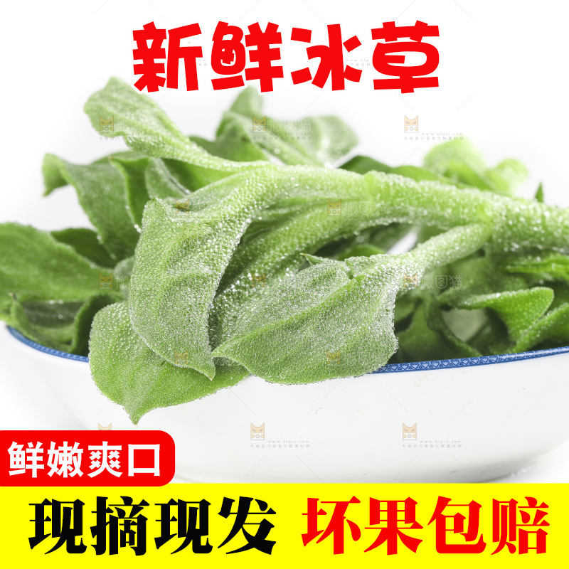 一盘冰草放在白底上