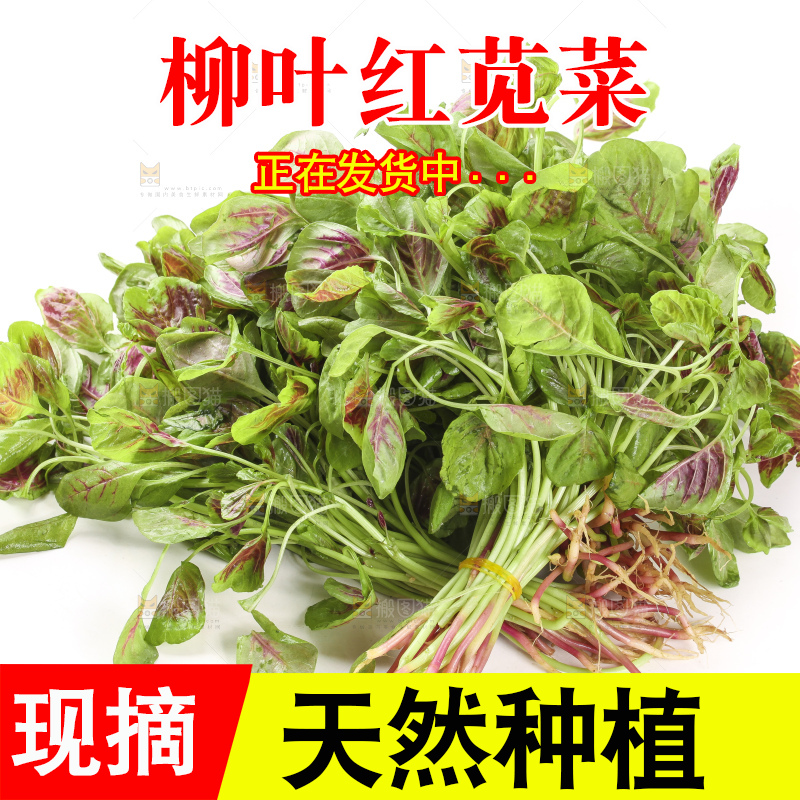 白底上的红苋菜