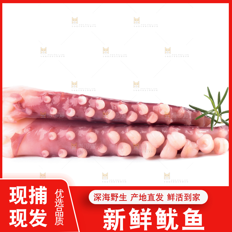 白底上的大鱿鱼