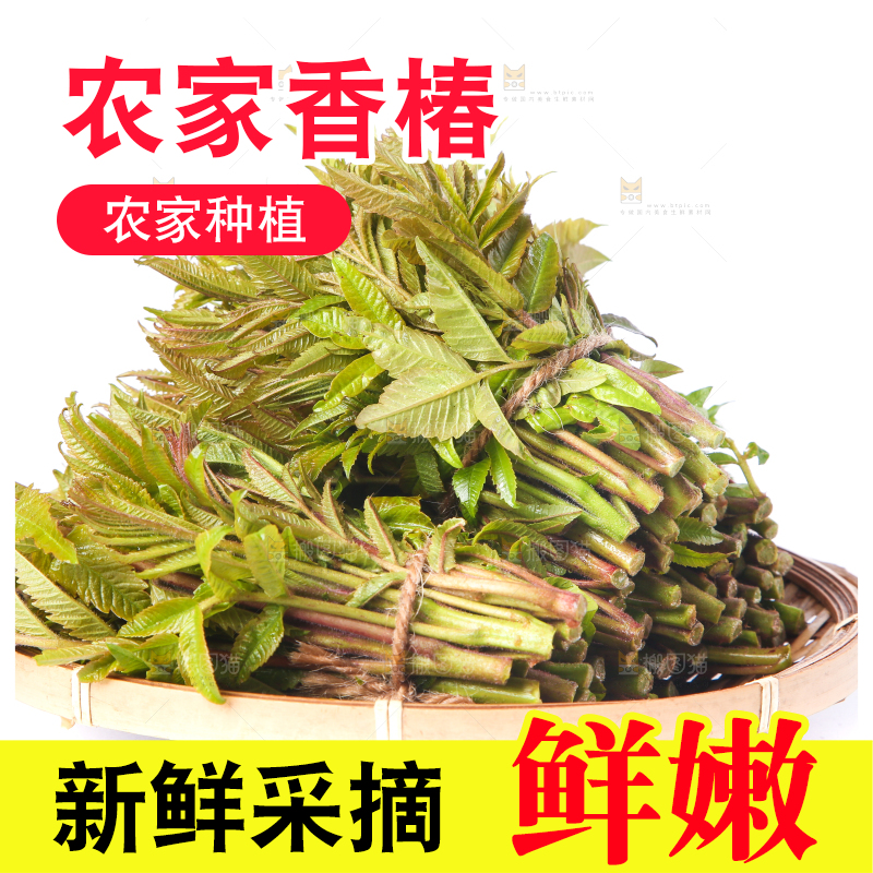 一筐山东香椿放在白底上