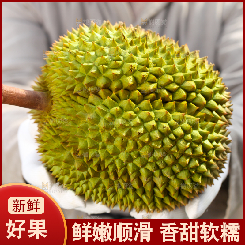 农民手里拿着泰国甲仑榴莲