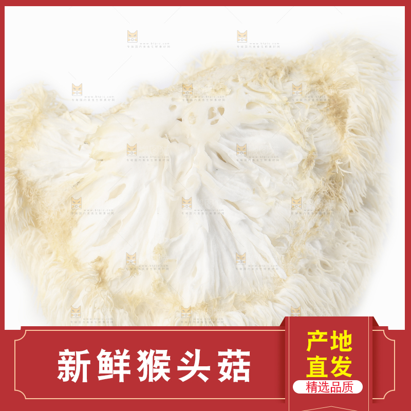 白底上的长白山猴头菇