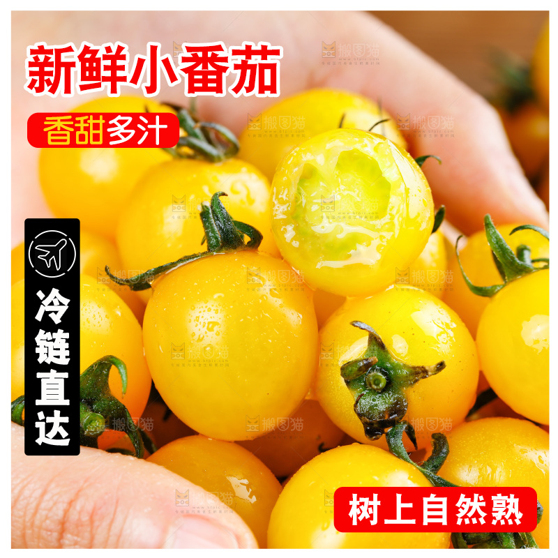 手拿着黄金小番茄