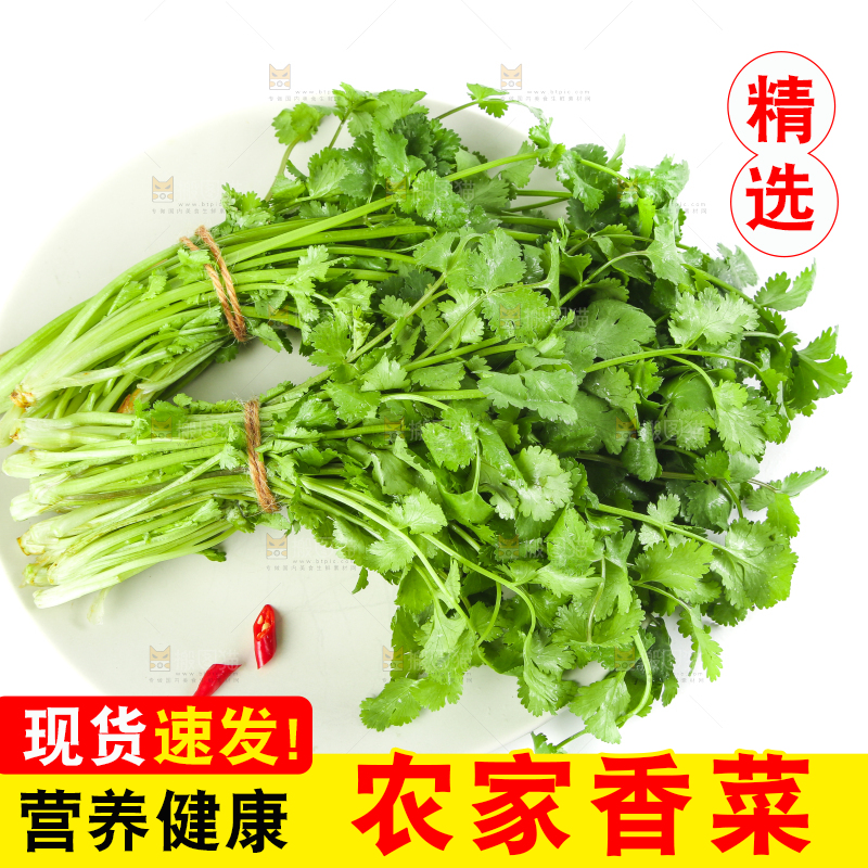 一盘新鲜香菜放在白底上