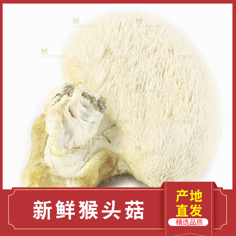 白底上的长白山猴头菇