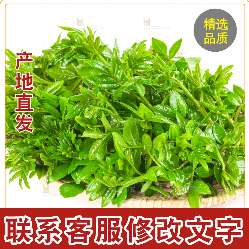 一盘花椒芽苗放在白底上
