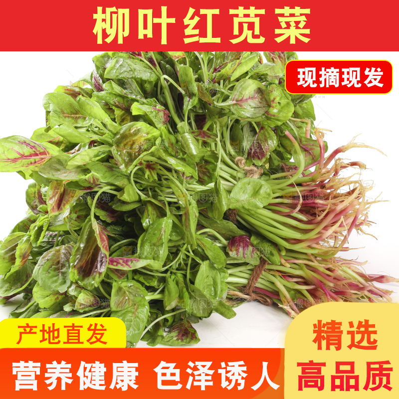 白底上的红苋菜