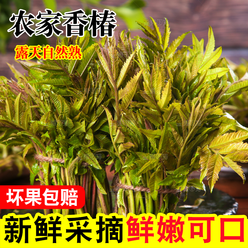 黑石板放着新鲜红香椿