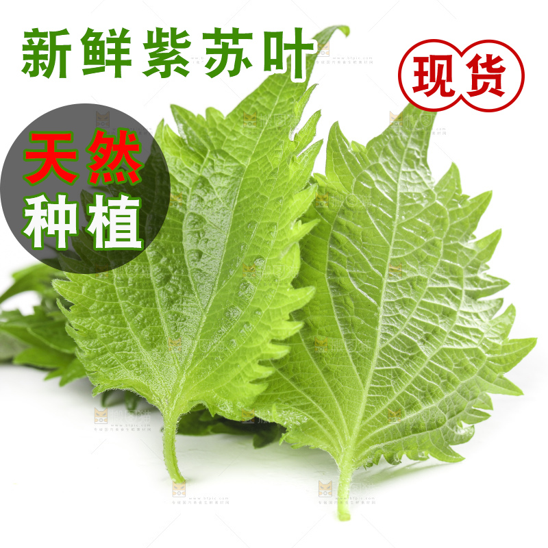 白底上的绿紫苏叶