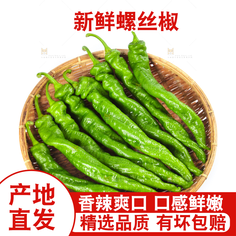 篮子里装着陕西螺丝椒