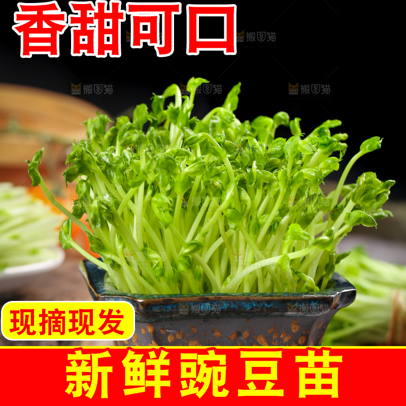 瓶子里装着芽菜