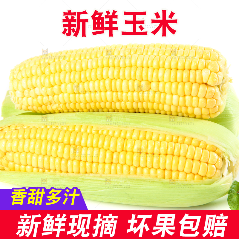 白底上摆放着苞谷
