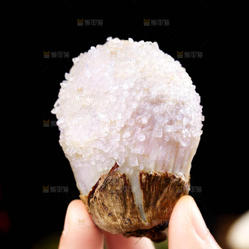 手里拿着新鲜小芋头
