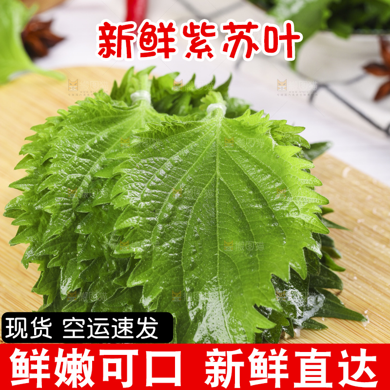 新鲜的绿紫苏叶放在木底上