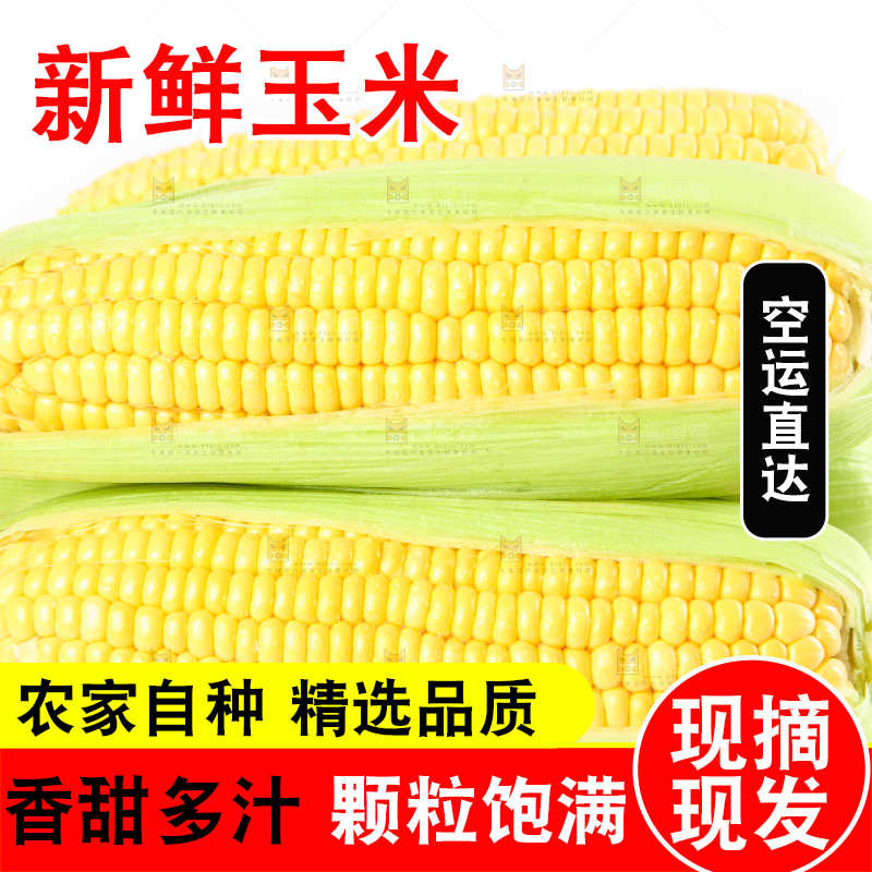 白底上摆放着苞谷