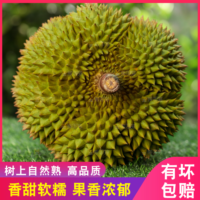 草地上的泰国甲仑榴莲