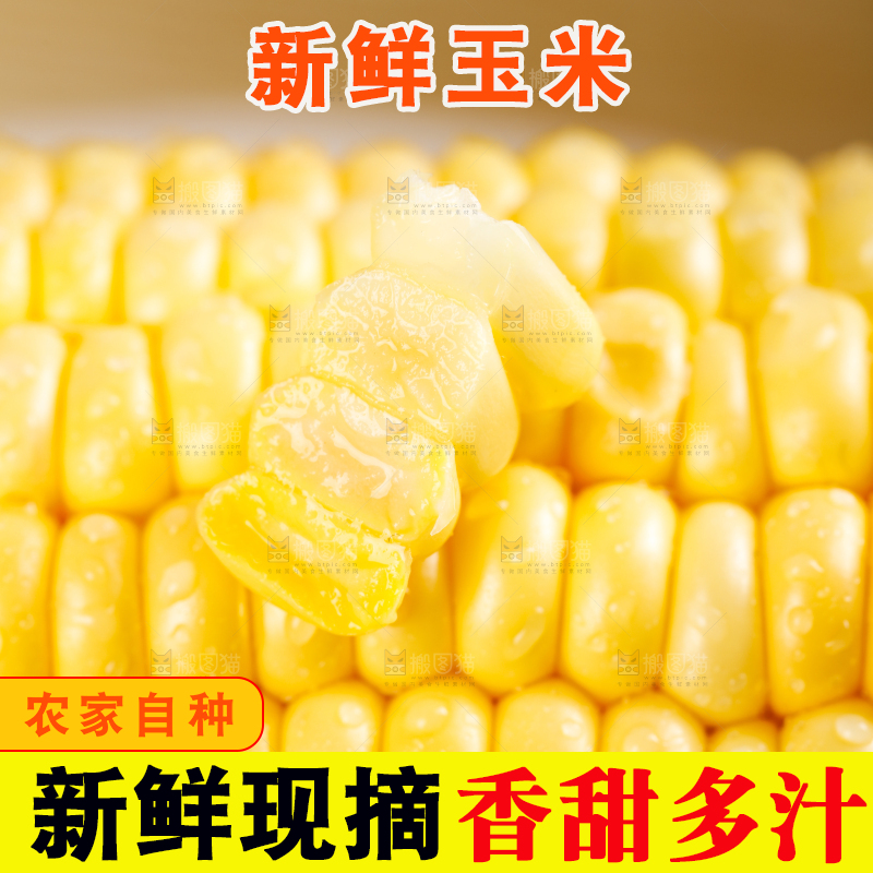 浅底上的黄玉米