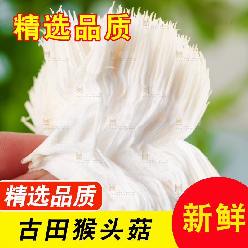 木板上放着长白山猴头菇