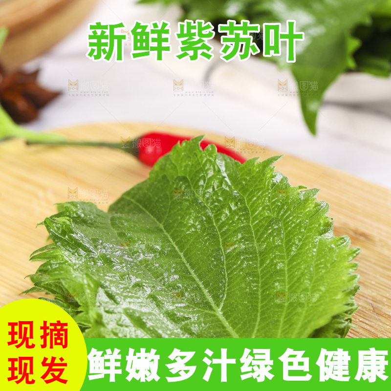 新鲜的绿紫苏叶放在木底上