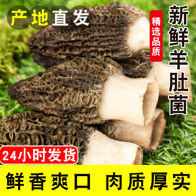 草地上的羊肚菇