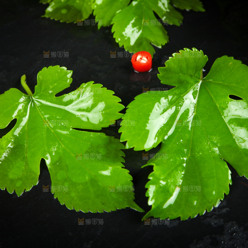 黑石板上放着桑树叶