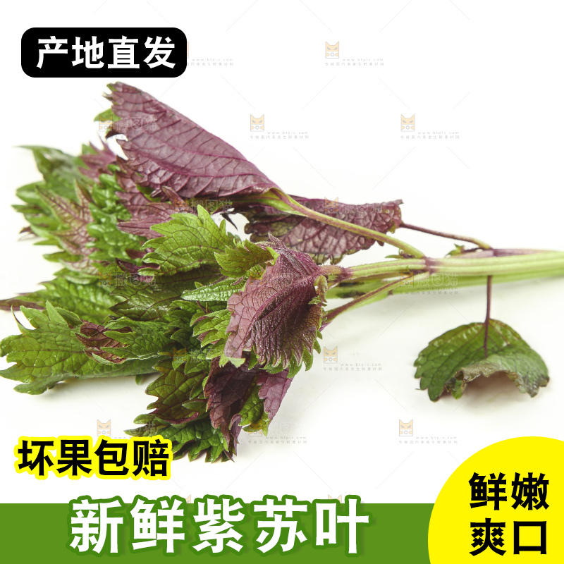 白底上的紫苏叶