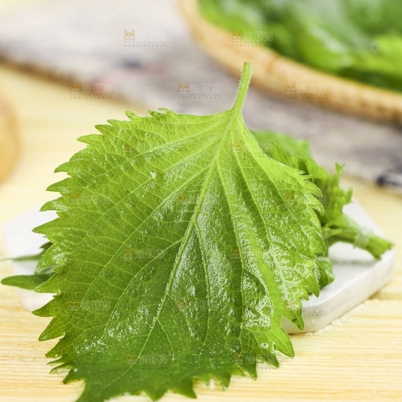 石板上的绿紫苏叶