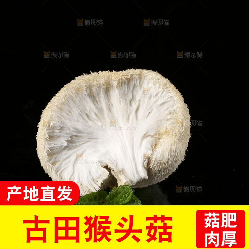 黑石板上的古田猴头菇