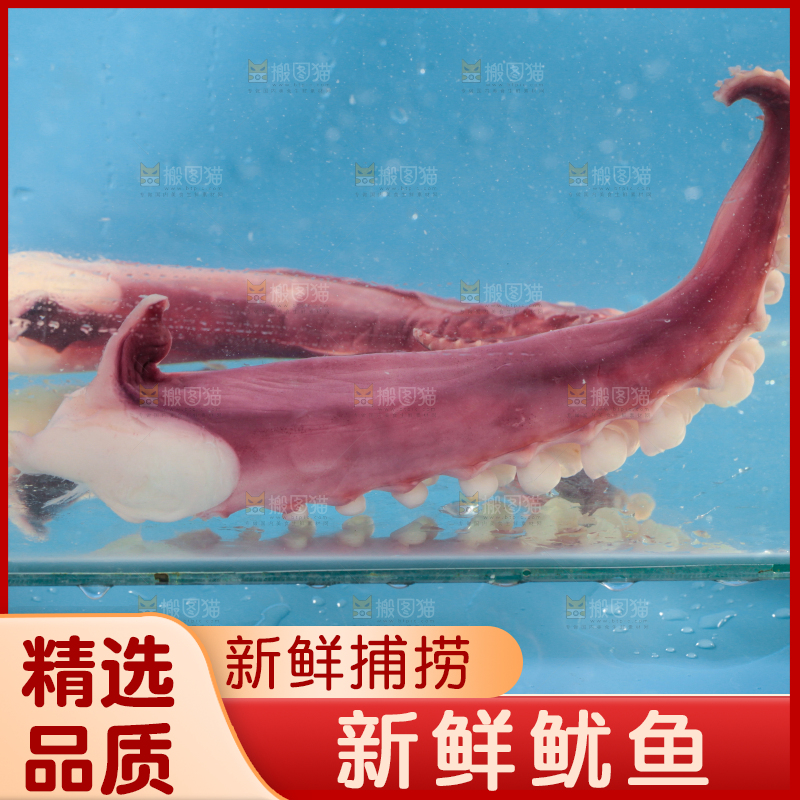 水里放着鱿鱼须