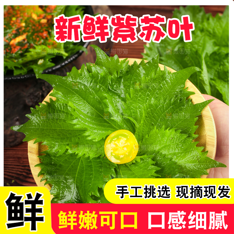 手拿一碟紫苏叶