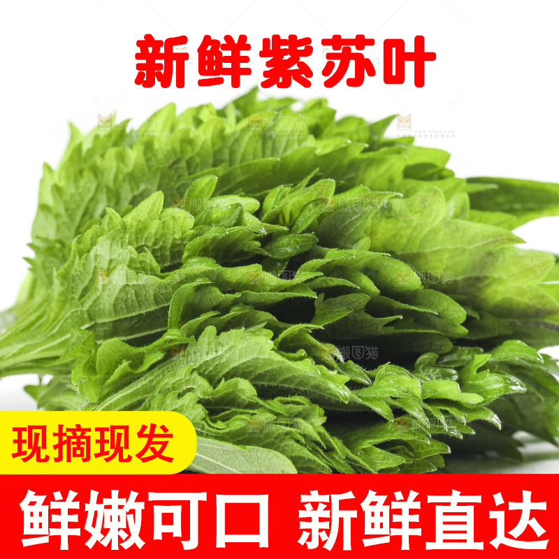 白底上的绿紫苏叶