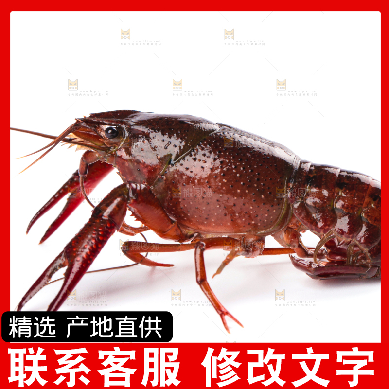 白底上放着潜江小龙虾