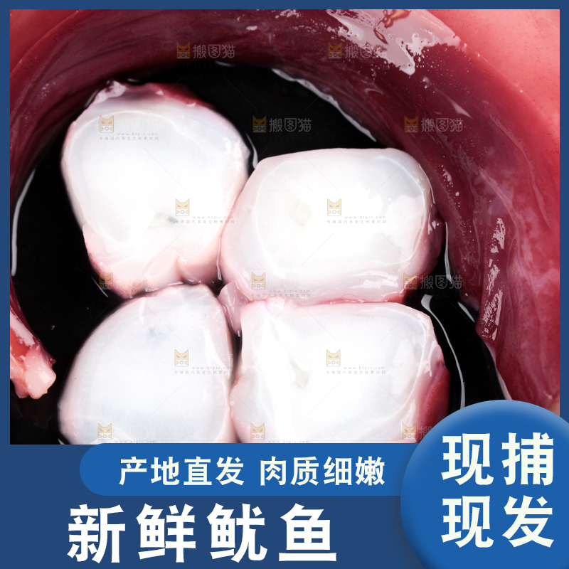 黑石板上的大鱿鱼