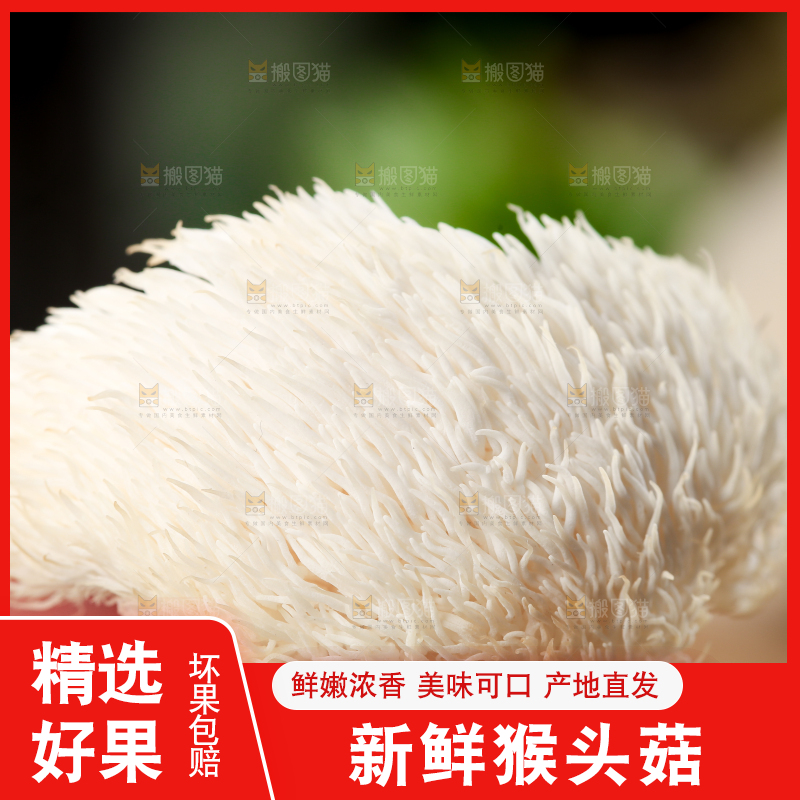 手里拿着新鲜猴头菇