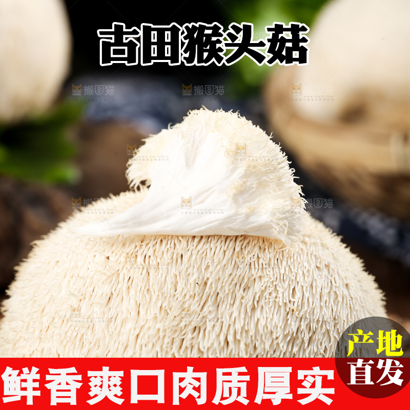 竹底上的云南新鲜猴头菇