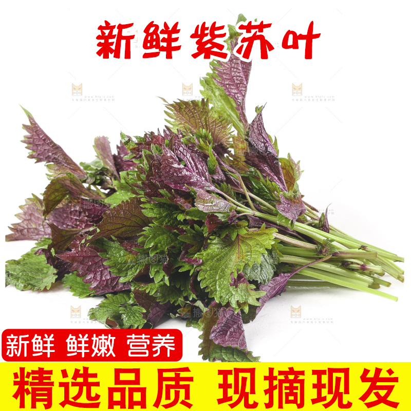 白底上的紫苏叶