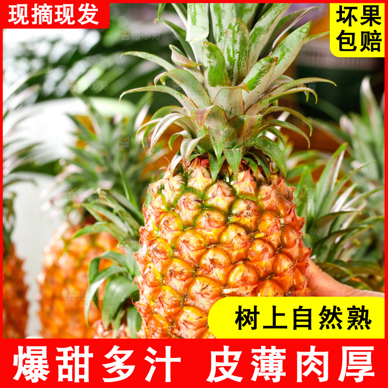 手里拿着新鲜凤梨