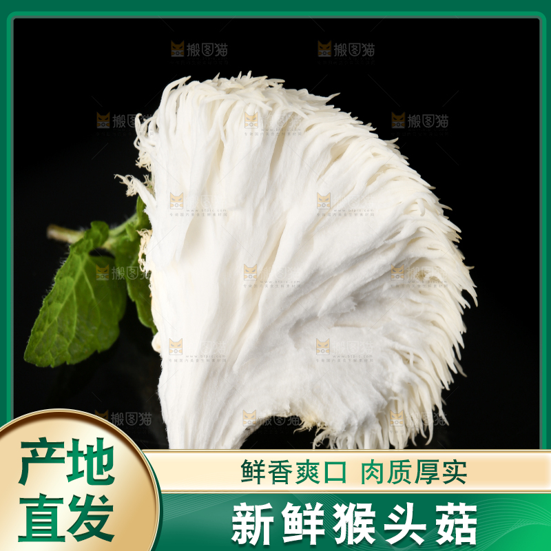 黑石板上的古田猴头菇