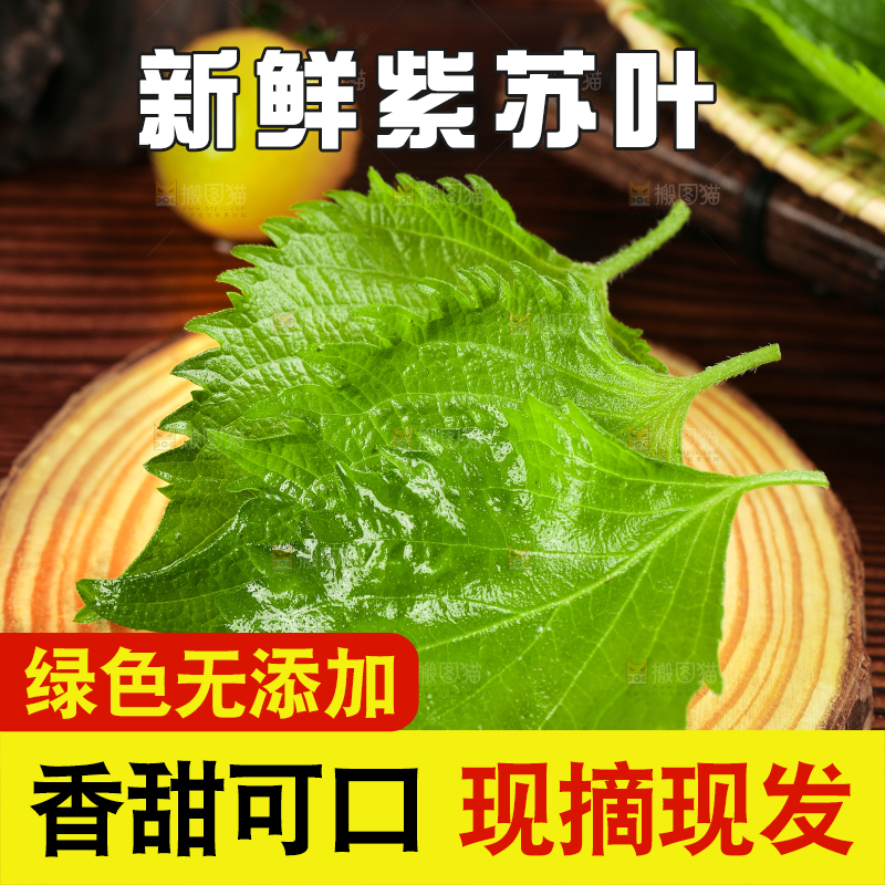 木底上的东北苏子叶