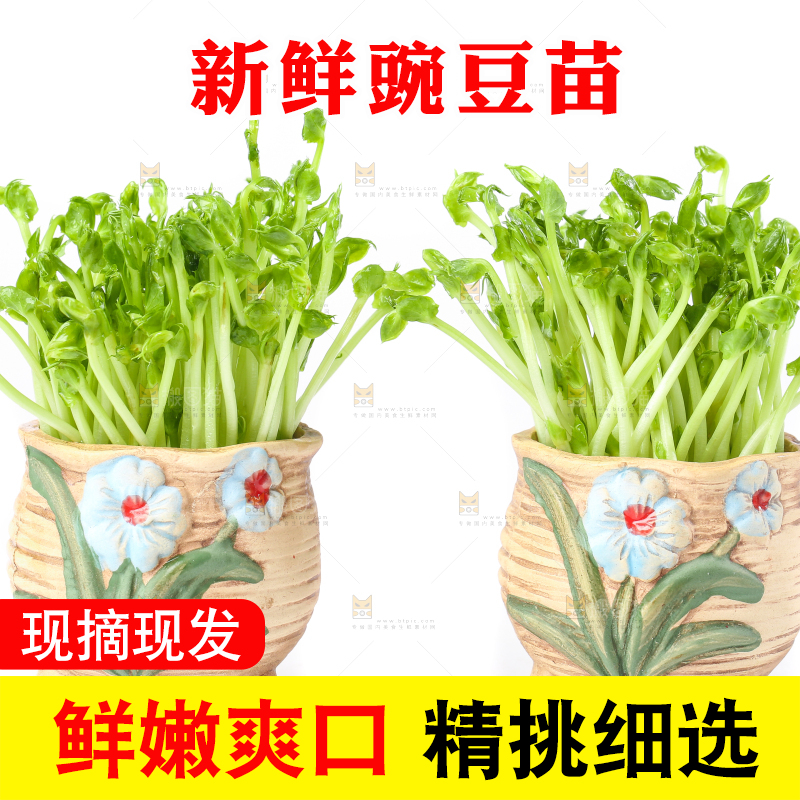 白底上放着豌豆芽菜