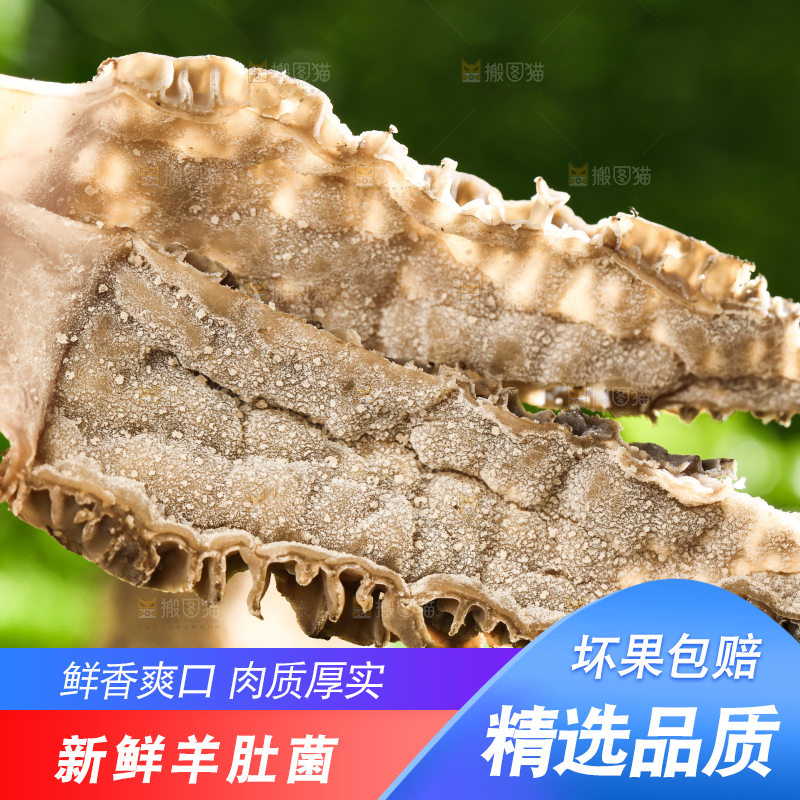 手拿切开的羊肚菌