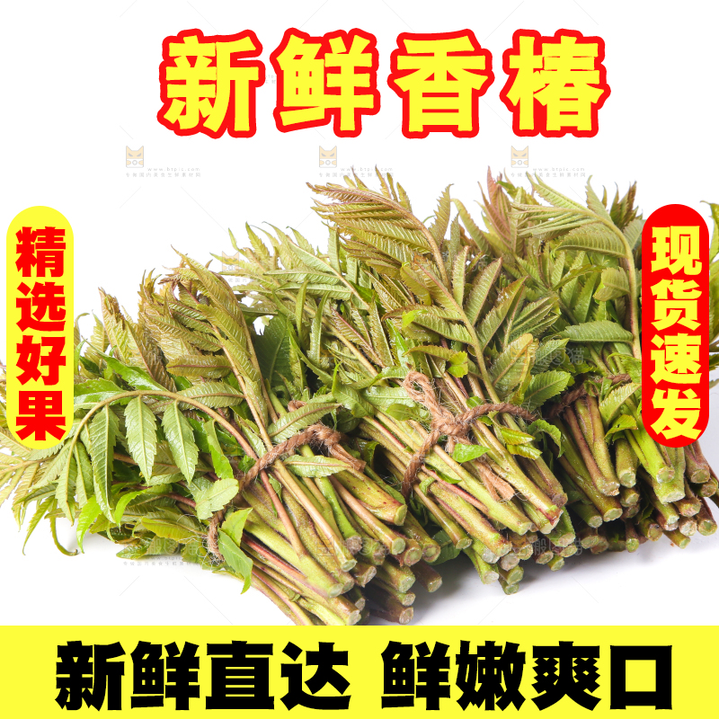 白底上放着野生香椿芽