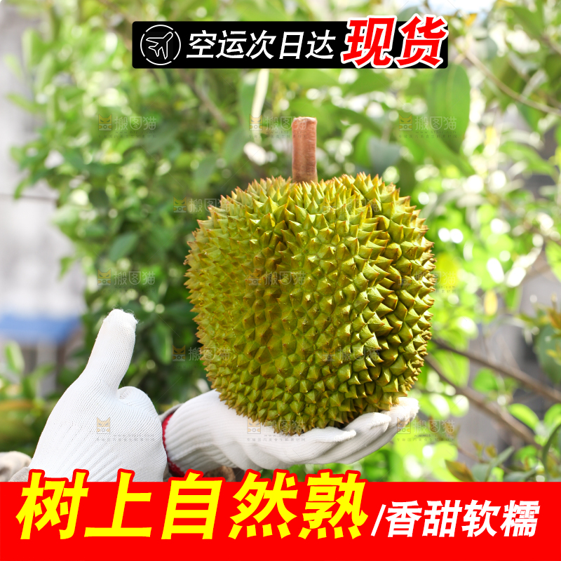 农民手里拿着泰国甲仑榴莲