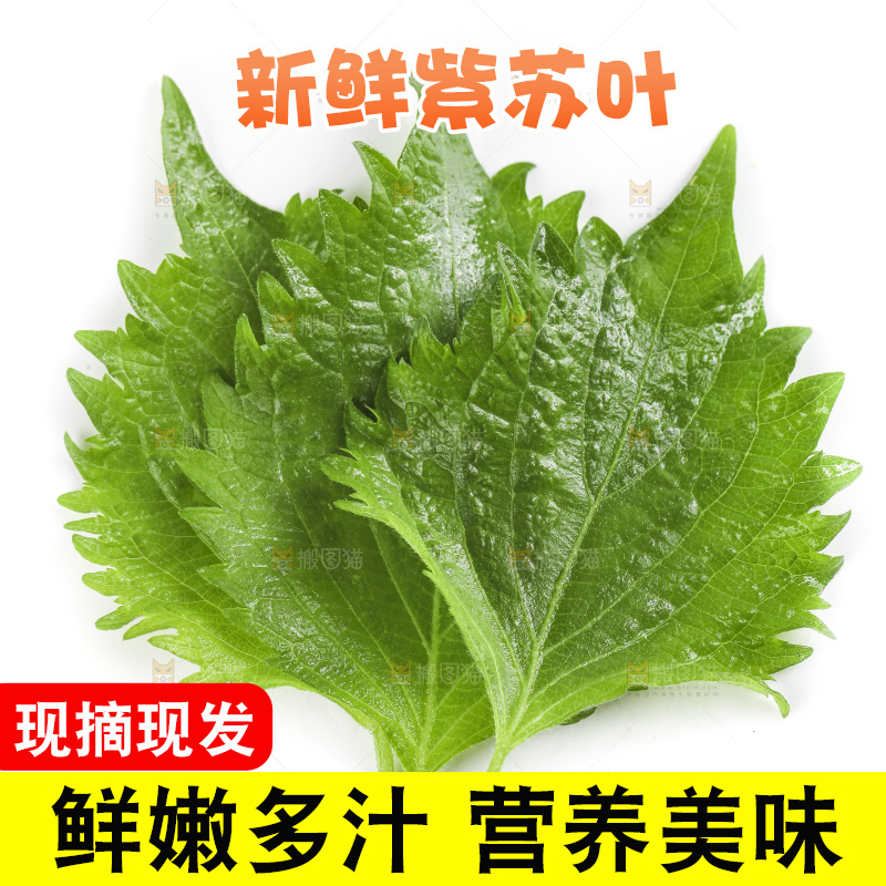 白底上的绿紫苏叶