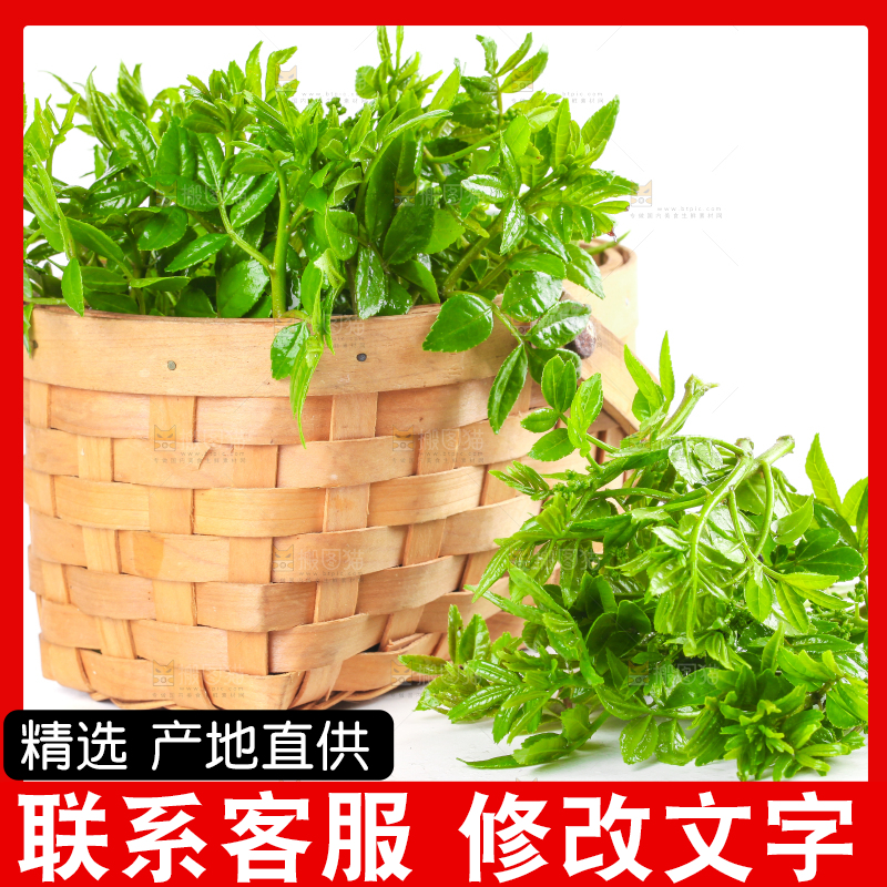 白底上放着一筐野生花椒嫩芽